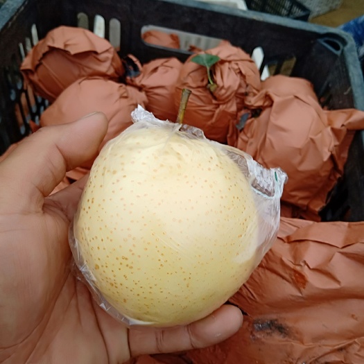 山东丰水梨黄金梨圆黄梨秋月梨大量供应
