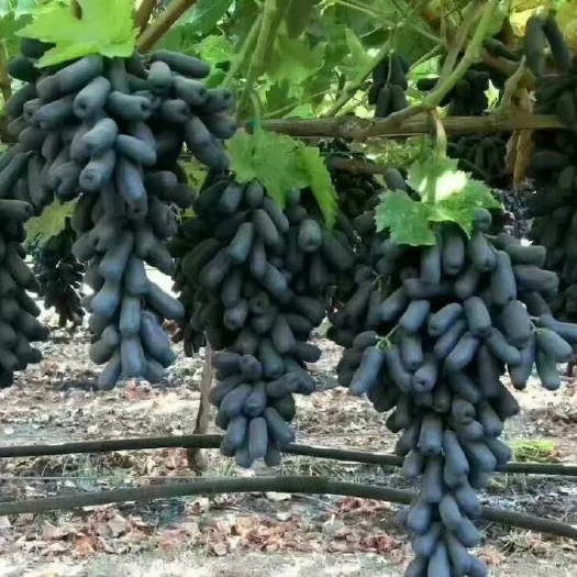 平度市甜蜜蓝宝石葡萄苗