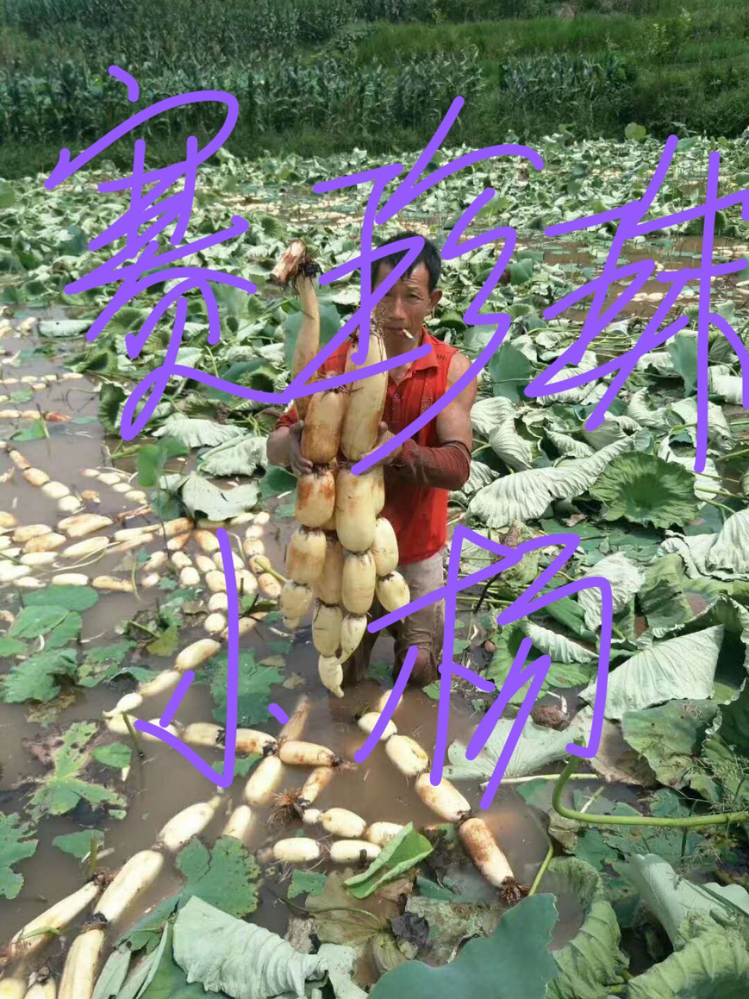 早熟十号赛珍珠藕种
