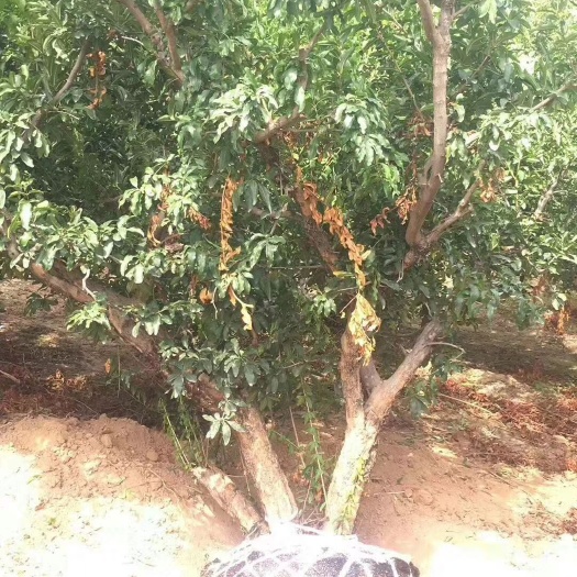 绛县花石榴，山西大红袍
石榴树