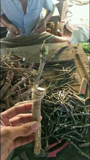 菏泽观赏牡丹 嫁接苗