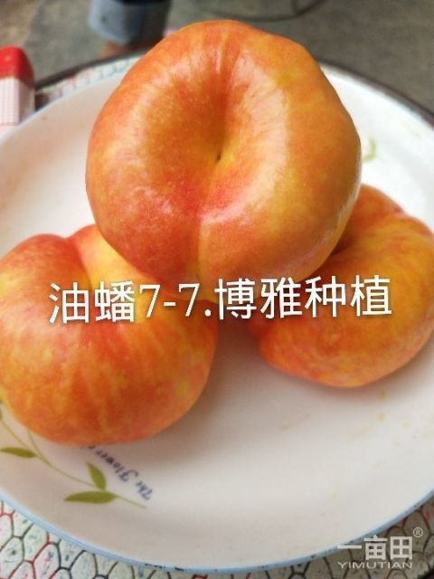 桃树嫁接枝条