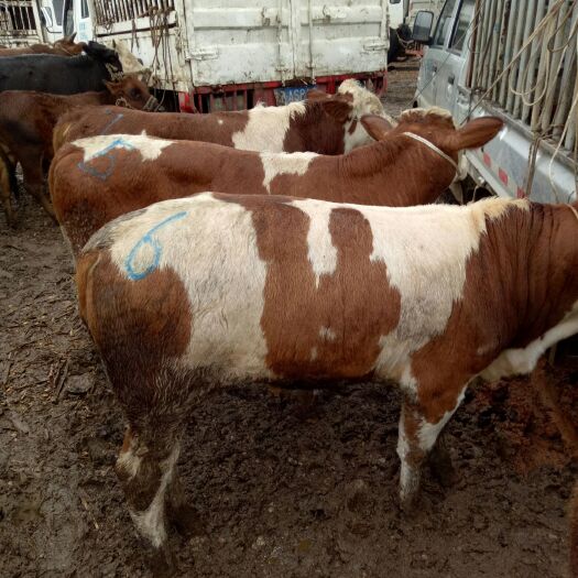 威宁县西门塔尔牛 200-300斤 统货 