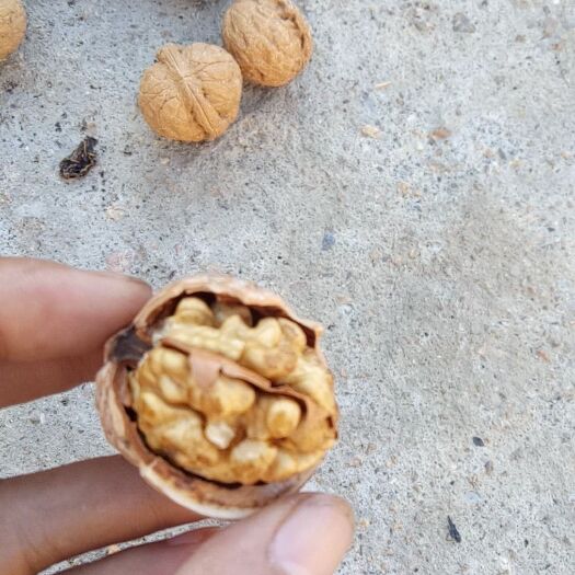 薄皮核桃 