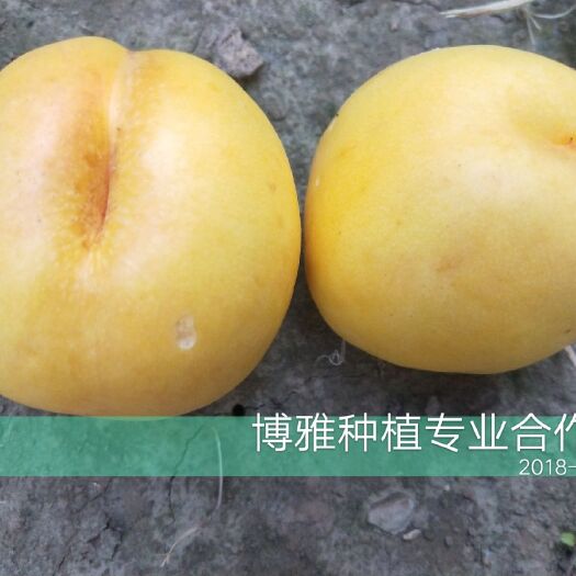 夏邑县桃树嫁接枝条