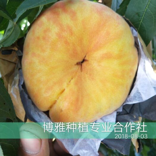 夏邑县中蟠11号桃树苗 1.5~2.0米
