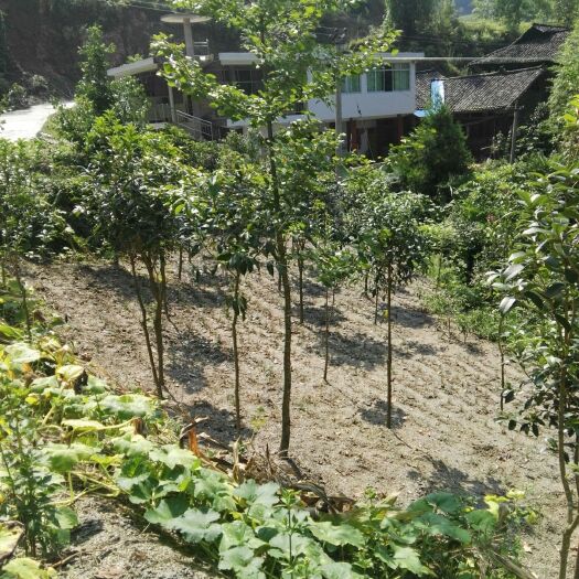 彭水桂花树 