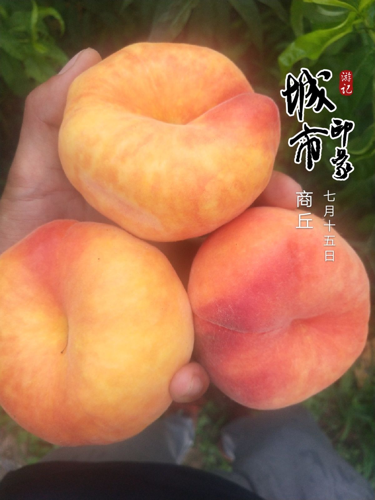 桃树嫁接枝条