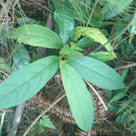 武平县黄花倒水莲