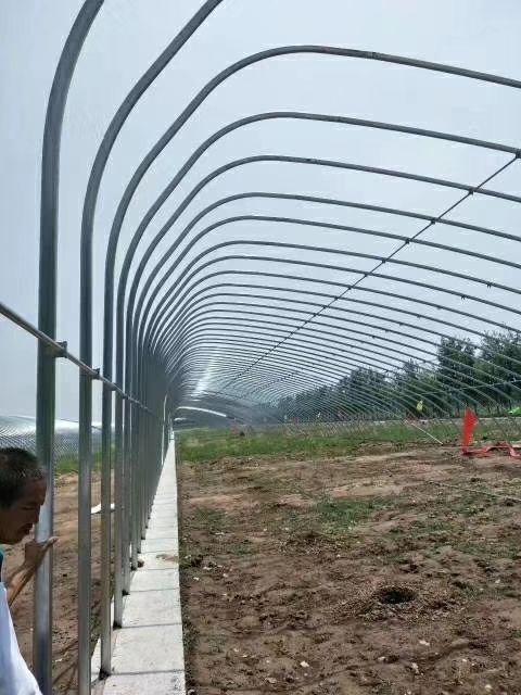 钢管大棚
