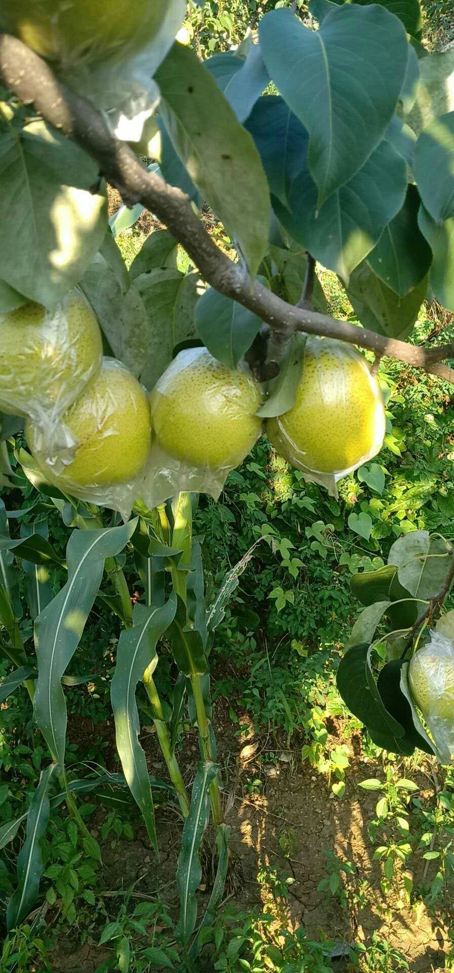 雪花梨 250-300g 85mm以上