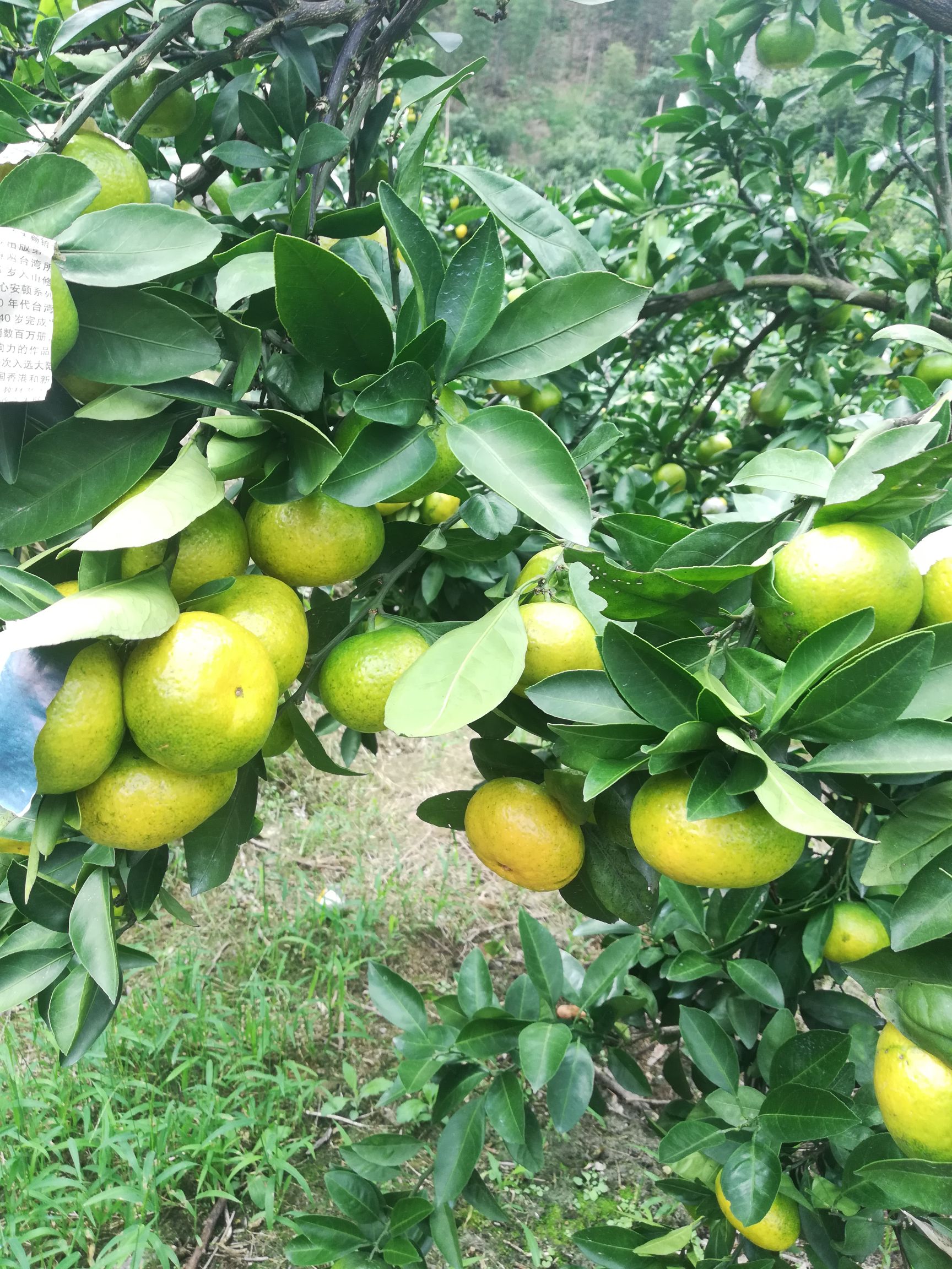 柑桔  高山特早密桔，普早，密桔