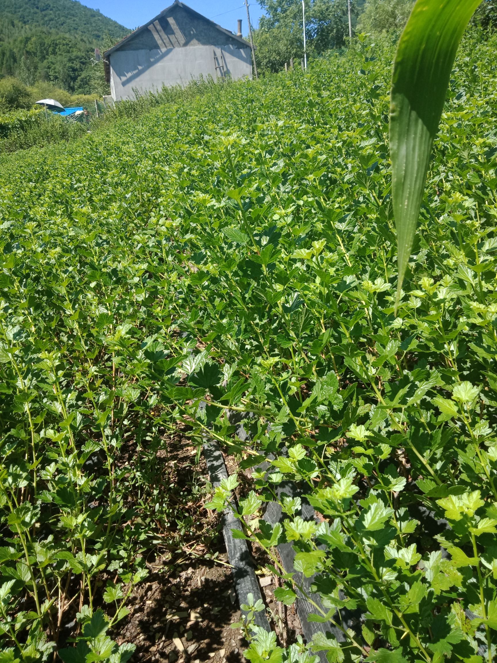 灯笼果苗 0.5~1米