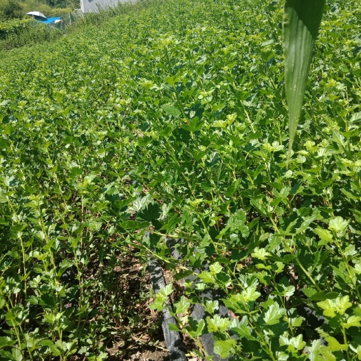 白山灯笼果苗 0.5~1米