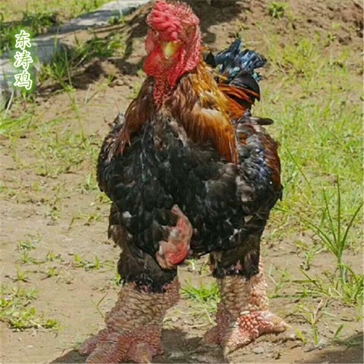 广州东涛鸡苗