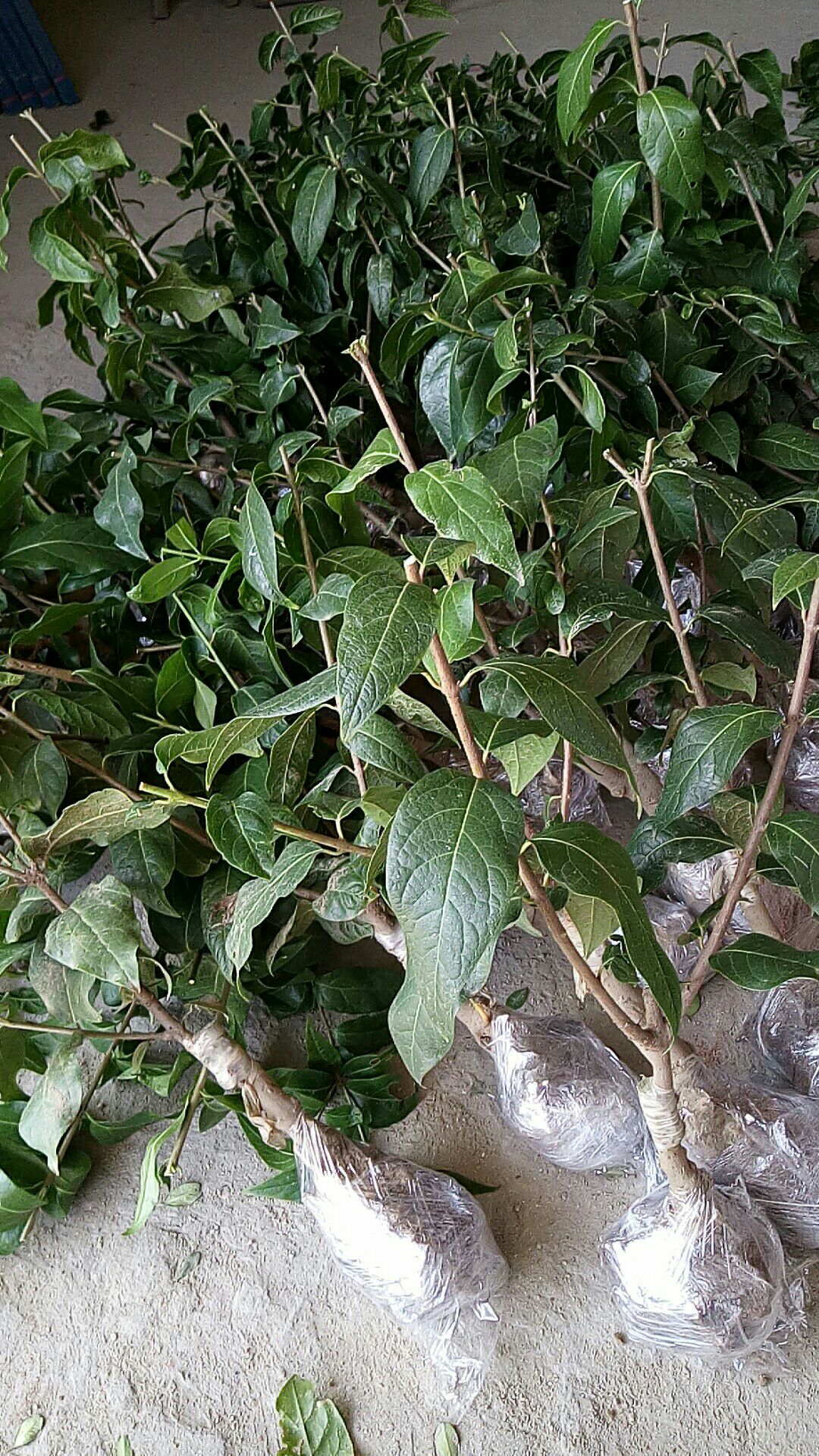 素心腊梅