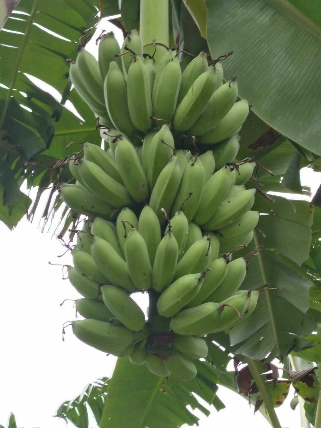 小米蕉 八成熟