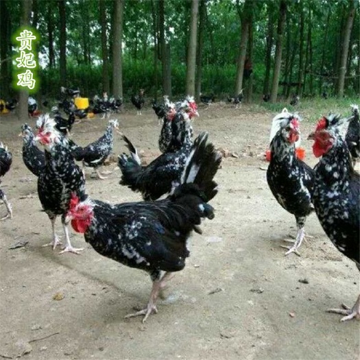 广州贵妃鸡苗