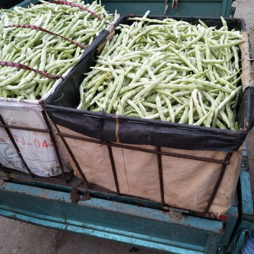 油白豆角  秋季豆角