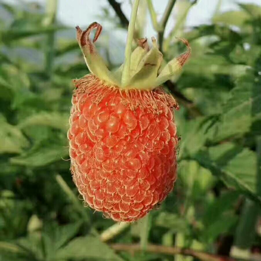 覆盆子种苗