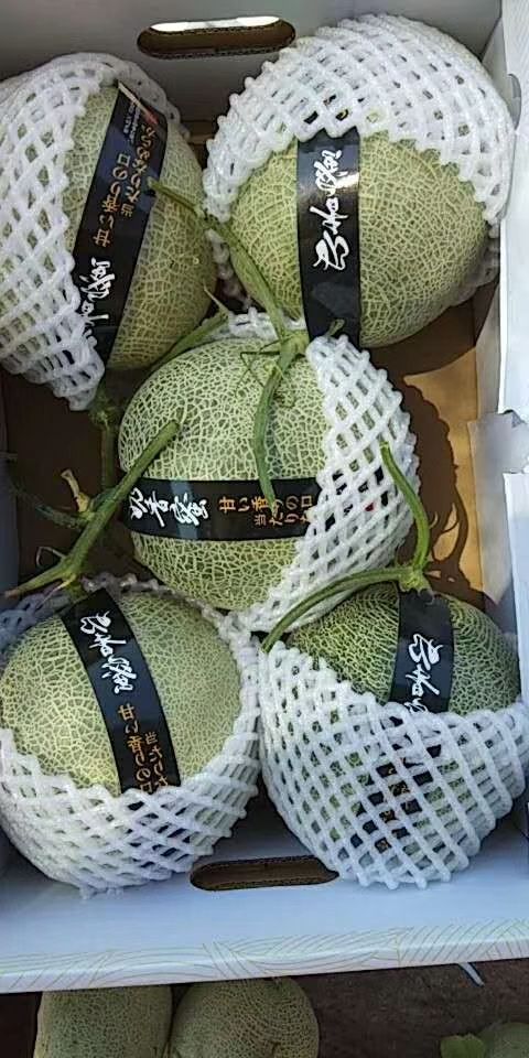 玫珑网纹瓜 2斤一4.5斤种植面积大产地