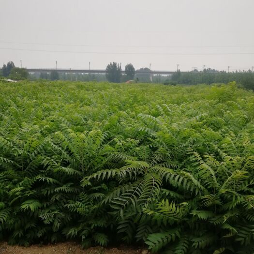 泰安红油香椿苗 2公分以下
