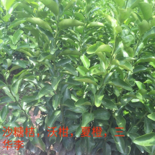 沃柑苗 杯苗袋苗 0.35~0.5米 
