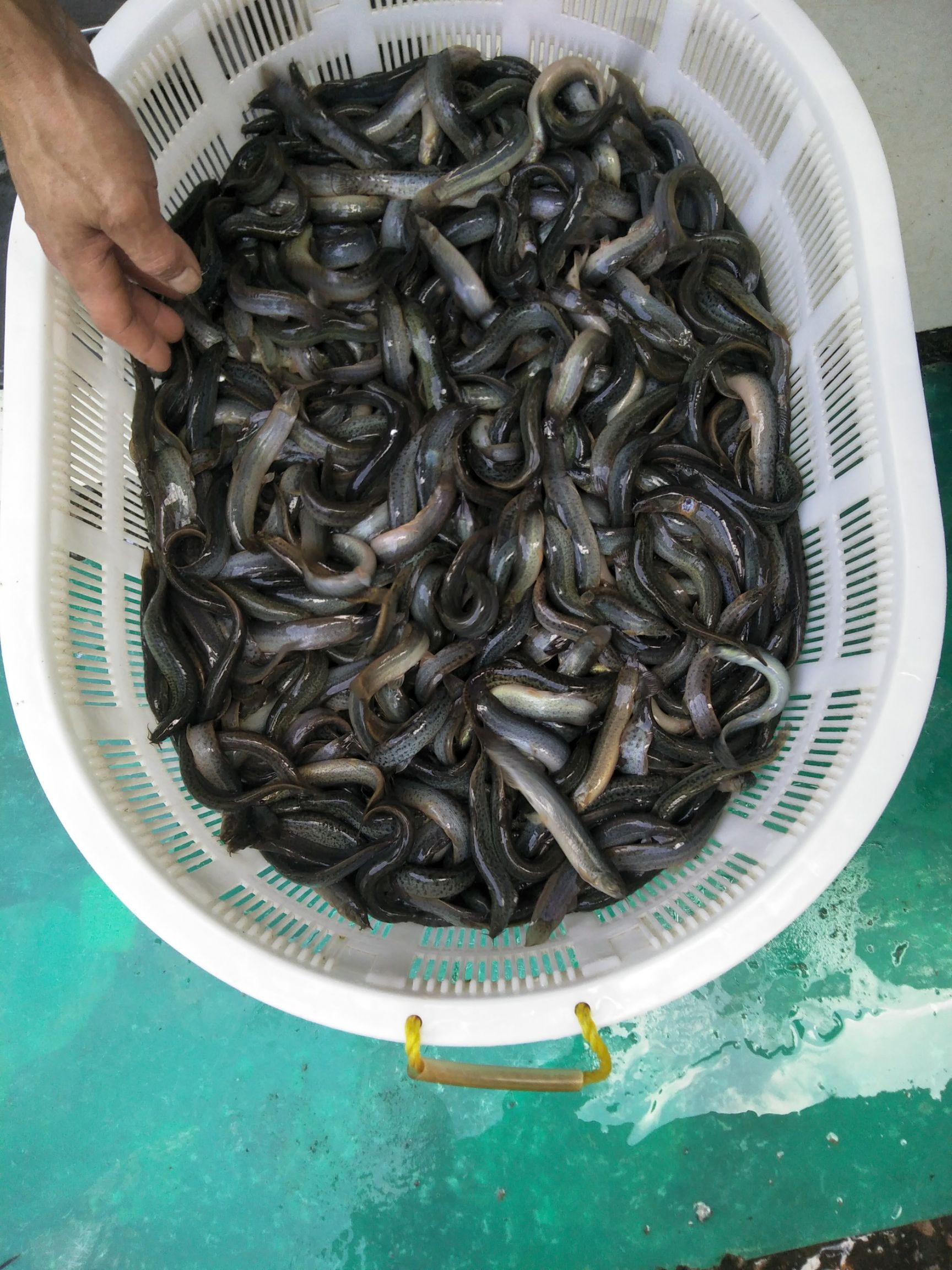 泥鳅50尾/斤到80尾/斤 鲜活发货  包邮