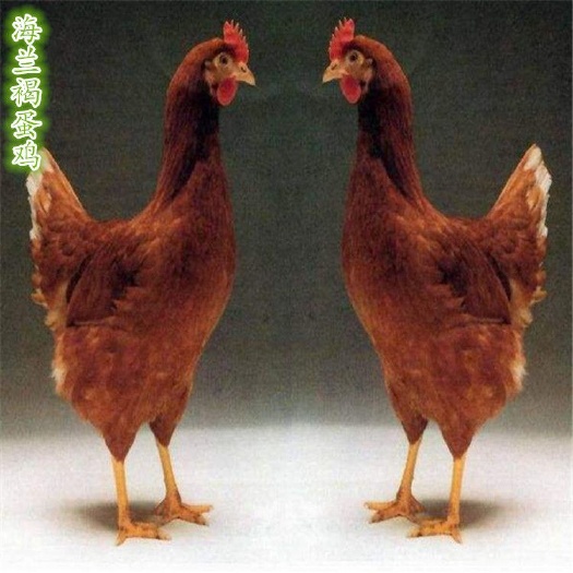 广州海兰褐蛋鸡苗 