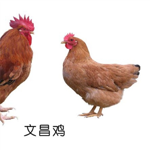 广州文昌鸡苗