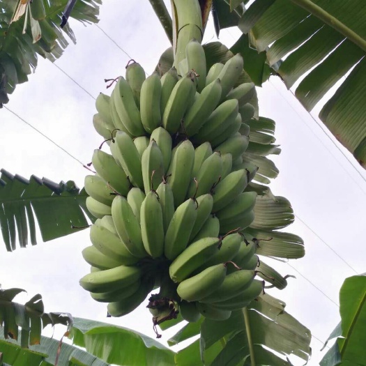 大新县小米蕉 八成熟