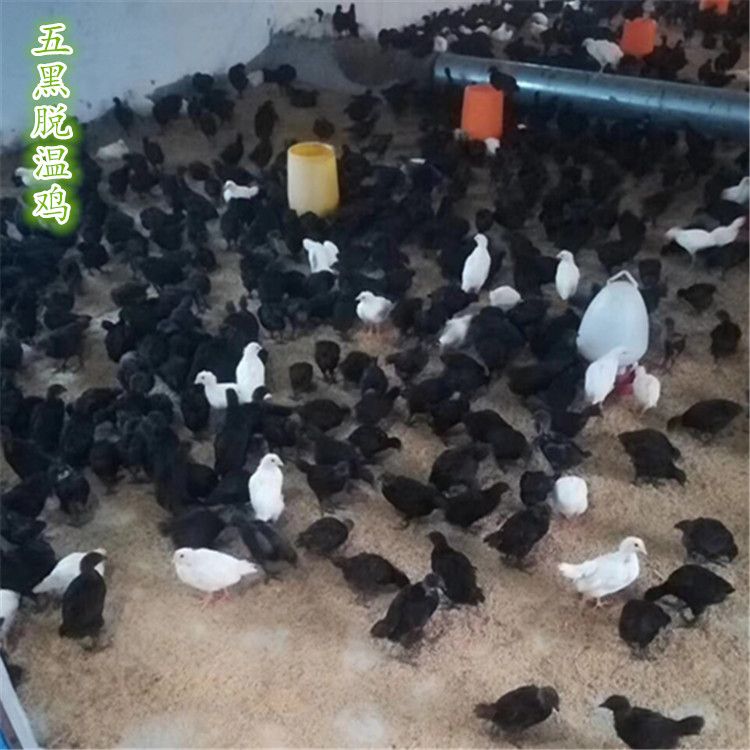  五黑绿壳蛋鸡苗