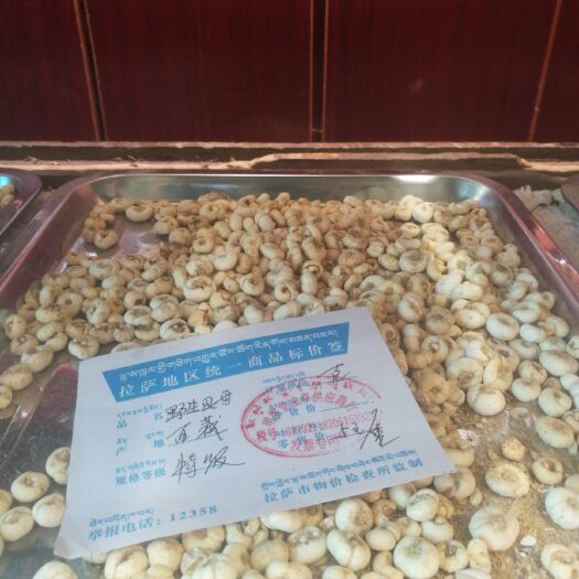 那曲平贝母