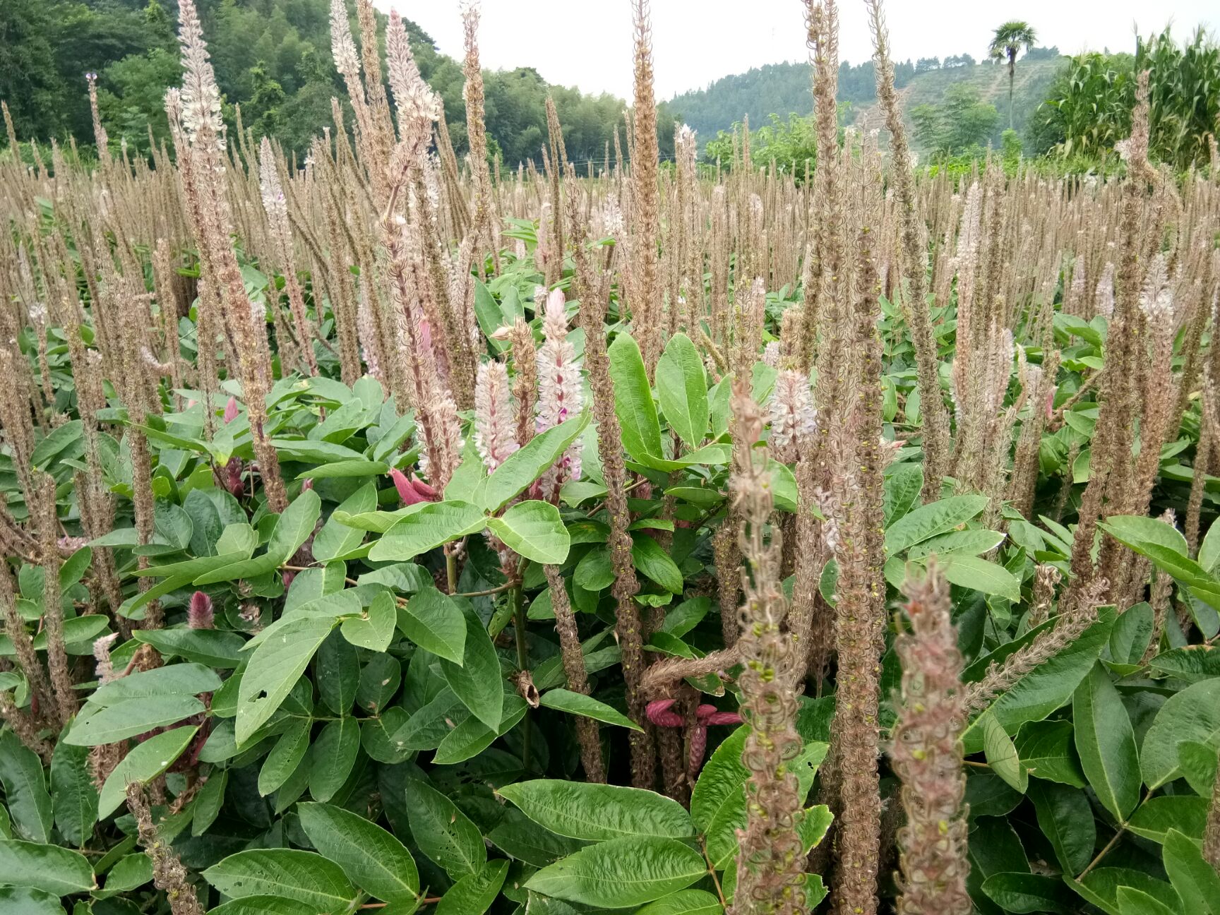 石参根图片 功效图片