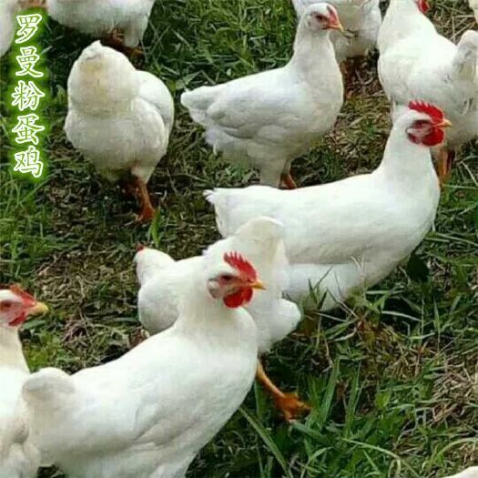 广州罗曼粉蛋鸡苗 