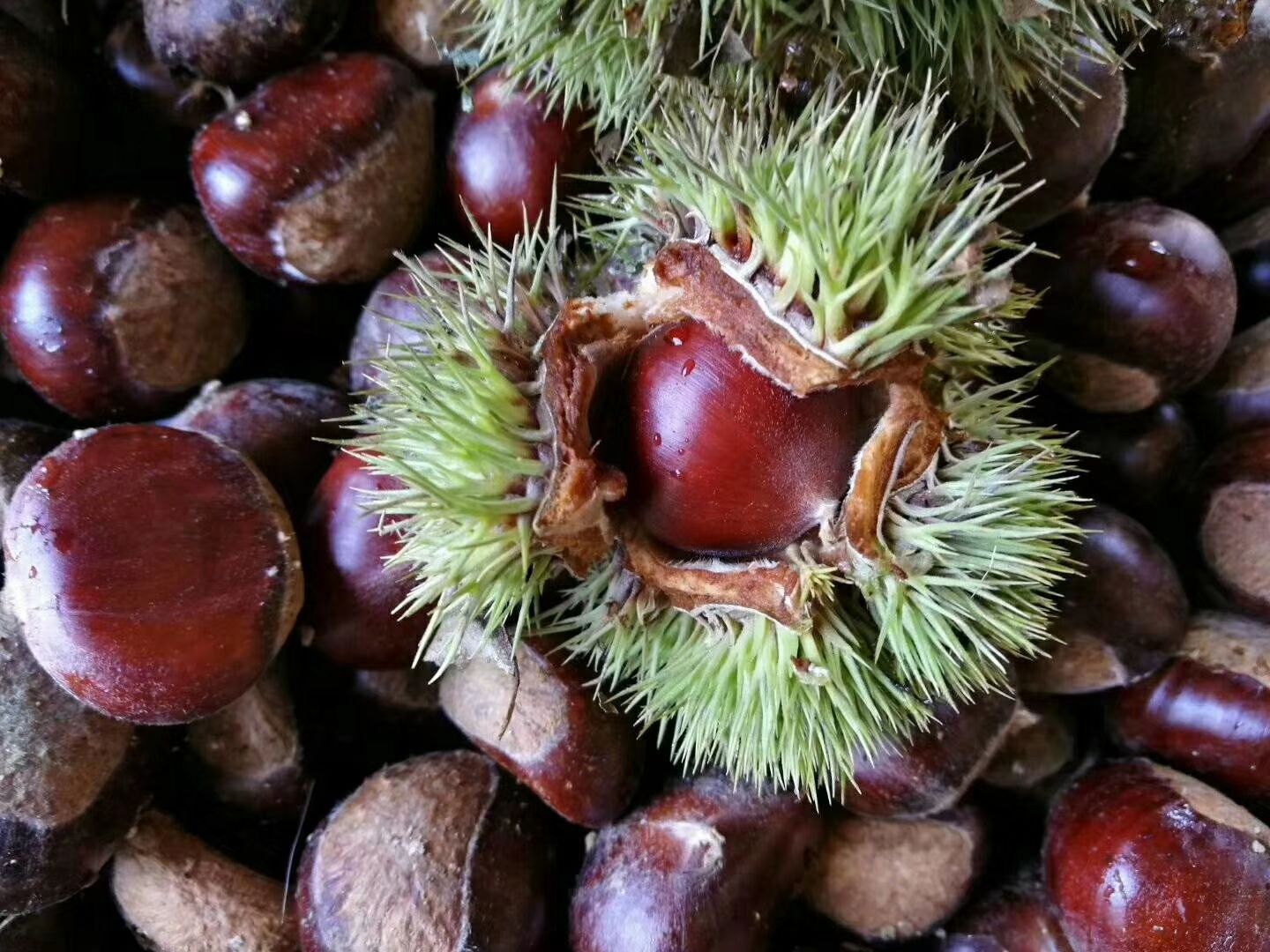 山东油栗 一级 中粒