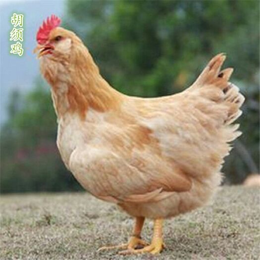 广州胡须鸡苗