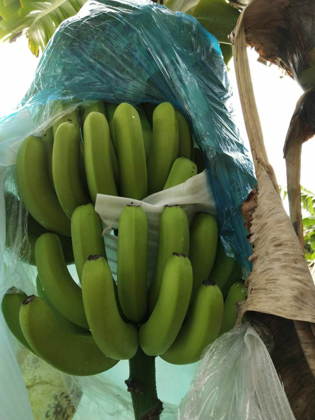 西双版纳香蕉 七成熟 40 - 50斤