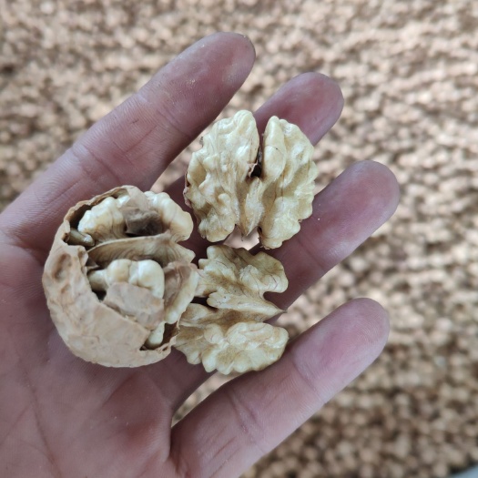 永仁县云南核桃 