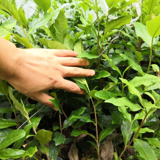 绿茶树苗 实生苗 0.5米以下