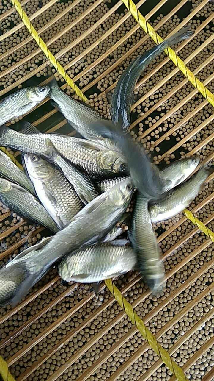 [淡水青鱼批发]淡水青鱼 人工养殖 0.05公斤价格