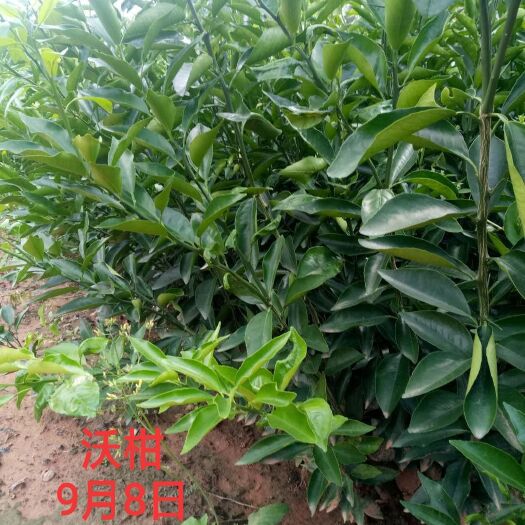 资阳沃柑苗 嫁接苗 0.2米以下 