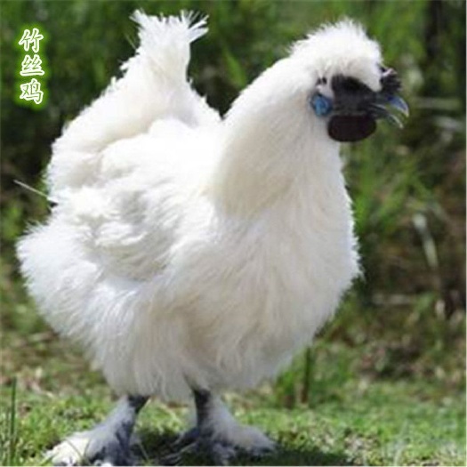 广州竹丝鸡苗