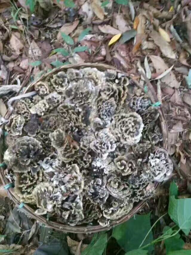 绿杨春茶叶 袋装 二级