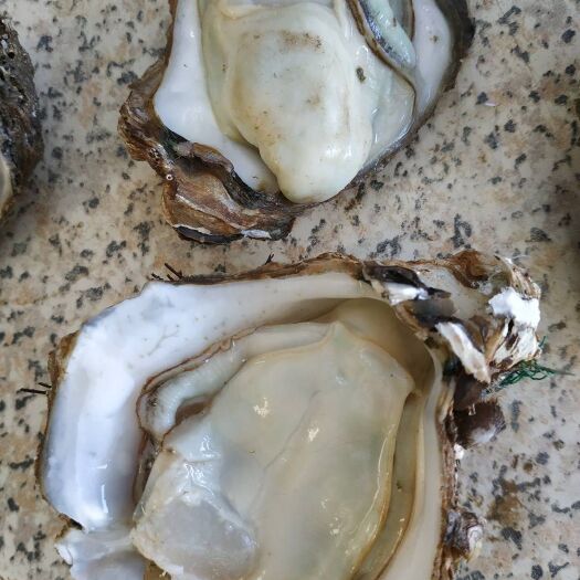 湛江湛江蚝，湛江脆蚝，烤生蚝，网红生蚝，牡蛎