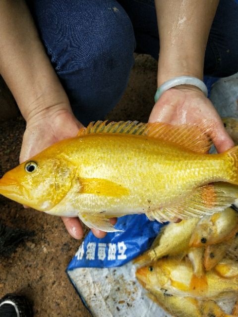 漳浦县淡水石斑 人工养殖 0.5公斤以下