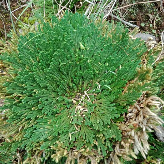 盐源县 九死还魂草简称（卷柏），矮杆