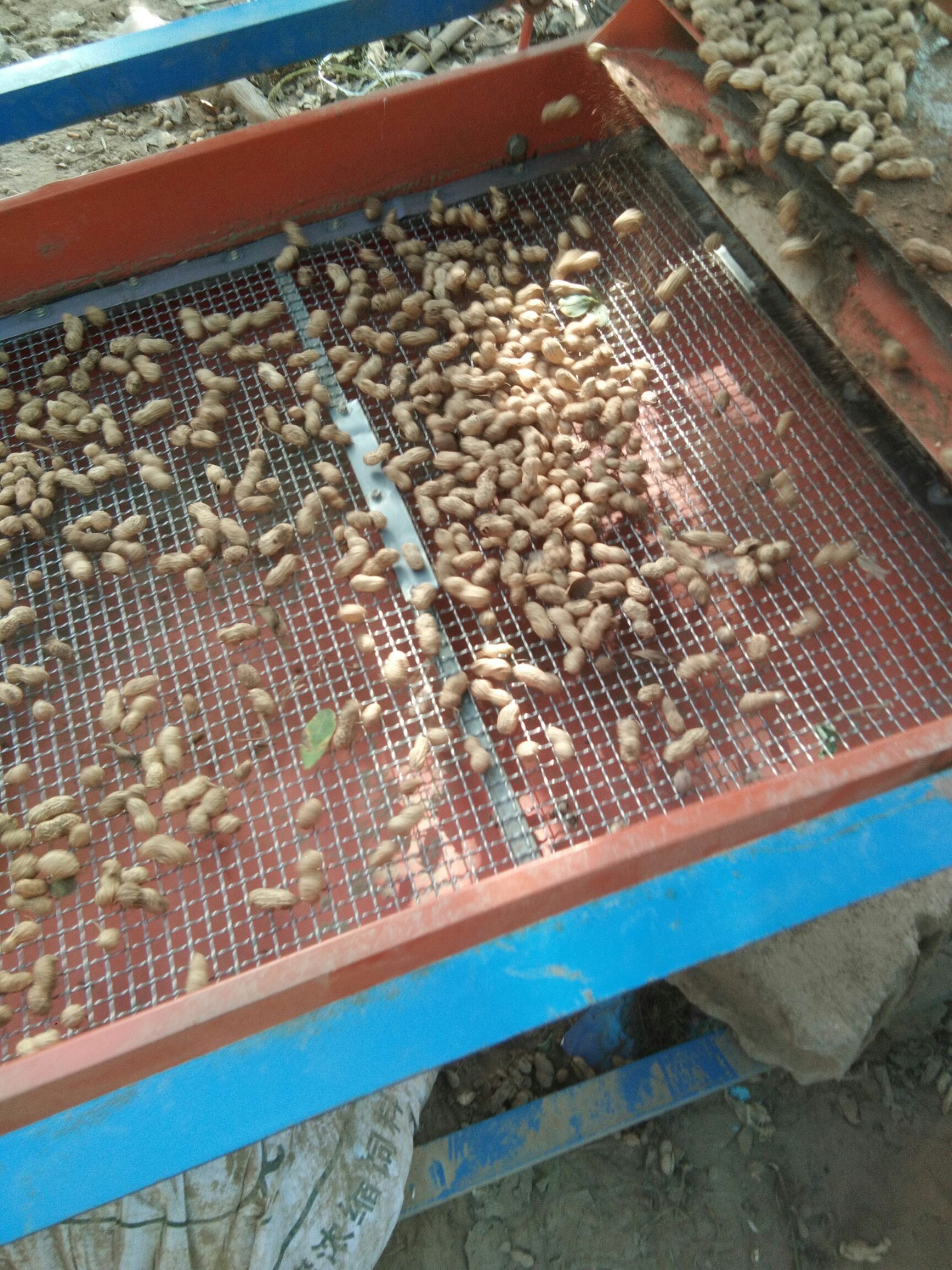 鲜花生 鲜货 带壳花生