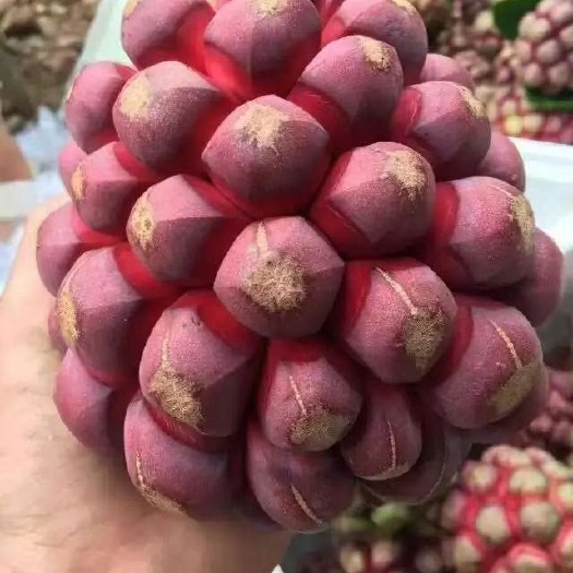 鄱阳县粉红黑老虎苗