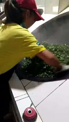 绿杨春茶叶 盒装 特级